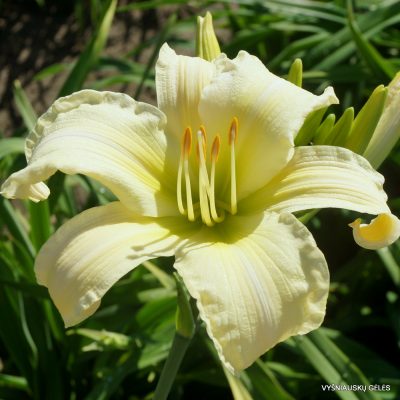 Daylily Without Shadows