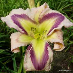 Boitzer Nordlicht x Exotic Starfish (2)