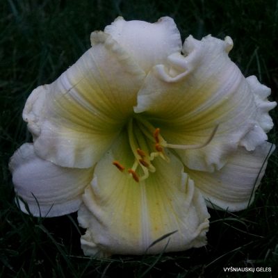 Green is Good x Carol Van Sciver
