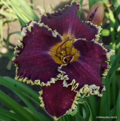 Heartbeat of Heaven x Oklahoma Sand Bur (3)