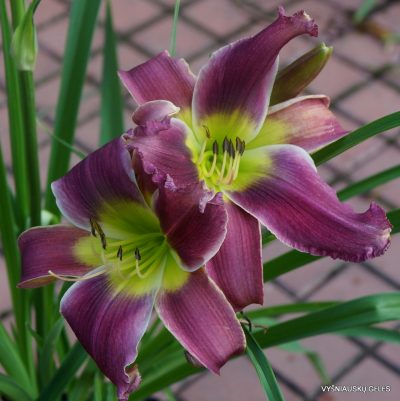 Katisue Herrington x Apatura Lavander Angel