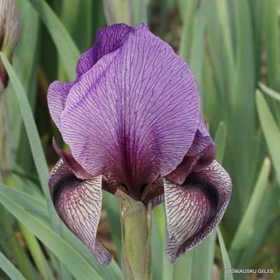 Iris 'Dardanus' (2)