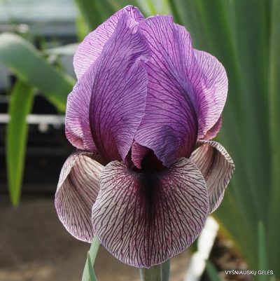 Iris ‘Dardanus’