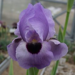 Arilbred Irises