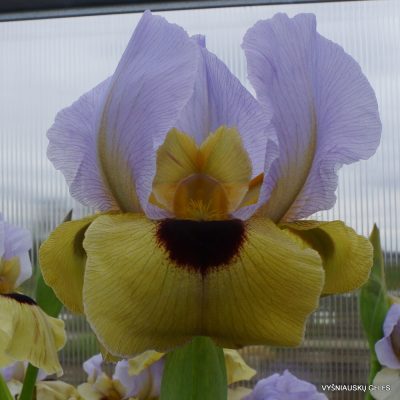 Iris ‘Onlooker’