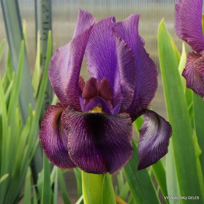Iris ‘Werckmeister’s Beauty’
