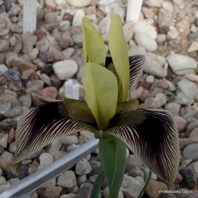 Iris afghanica (2)
