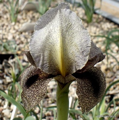 Iris damascena