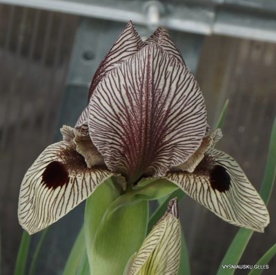 Iris grossheimii (2)