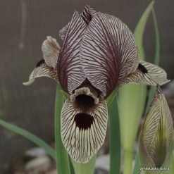 Iris grossheimii