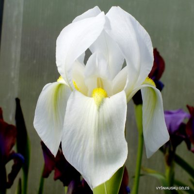 Iris hoogiana f. alba