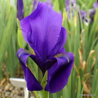 Iris hoogiana f. purpurea (2)