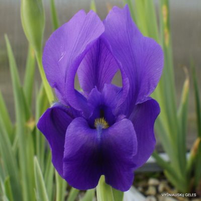 Iris hoogiana f. purpurea (3)