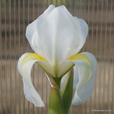 Iris hoogiana ‘Alba‘ (2)