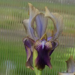 Iris hoogiana ‘Antandre‘