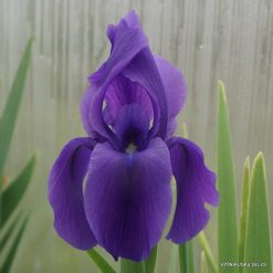 Iris hoogiana ‘Deep Purple‘