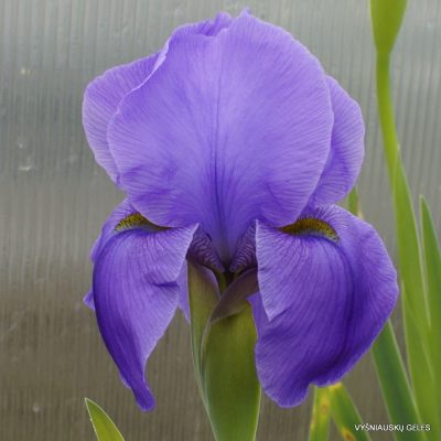 Iris hoogiana ‘Purple Dawn‘ (2)
