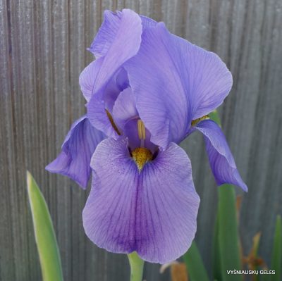 Iris hoogiana ‘Purple Dawn‘ (2)