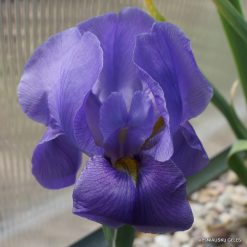 Iris hoogiana ‘Purple Dawn‘