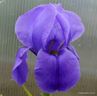 Iris hoogiana ‘Purple Dawn‘