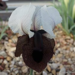 Iris iberica ssp.elegantissima