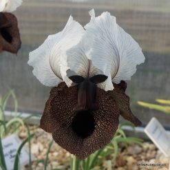 Iris iberica subsp. elegantissima