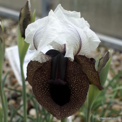 Iris iberica subsp. elegantissima (clone 1)