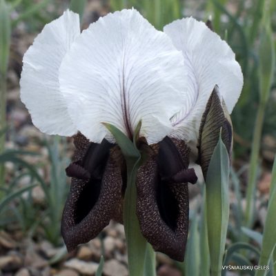 Iris iberica subsp. elegantissima (clone 1)