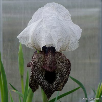 Iris iberica subsp. iberica (clone 2) (4)