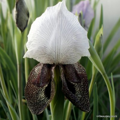 Iris iberica subsp. iberica (clone 2)
