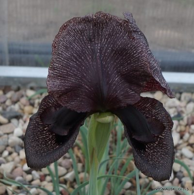 Iris iberica subsp. lycotis (clone 2)