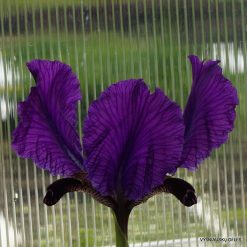 Iris paradoxa f.paradoxa