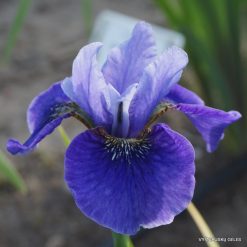 Iris 'Lincolnshire Orpheus'