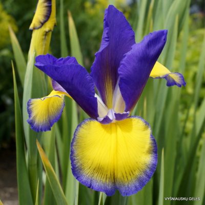 Iris 'Adriatic Blue'