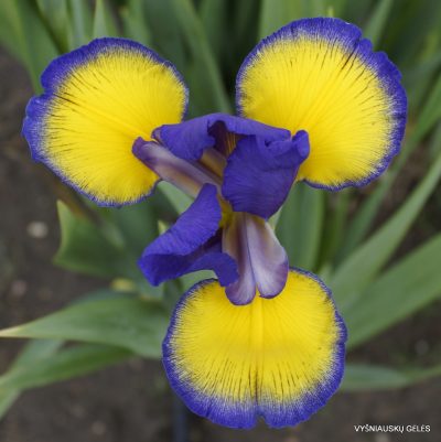 Iris 'Adriatic Blue' (2)