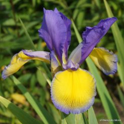 Iris 'Adriatic Blue'