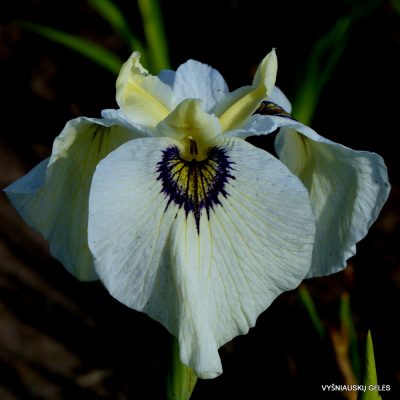 Iris ‘Alabama Blue Fin’