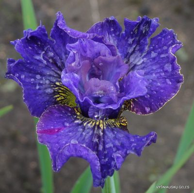 Iris 'Another Pretty Face'