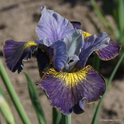 Iris 'Asilah'
