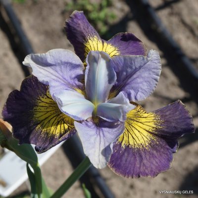 Iris ‘Asilah’
