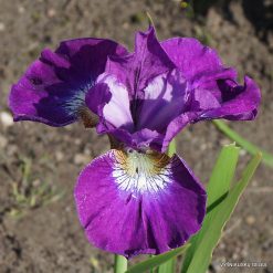 Iris 'Berliner Amethyst'