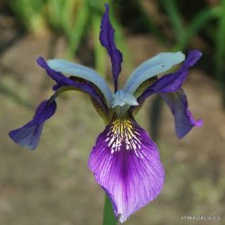 Iris 'Blue Meadow Fly'