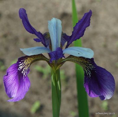 Iris 'Blue Meadow Fly' (3)