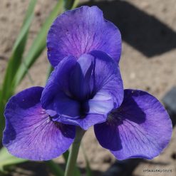 Iris 'Blushing Saphira'