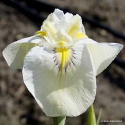 Iris Cascadian Snow