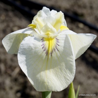 Iris Cascadian Snow