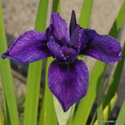 Iris Chartreuse de Parme
