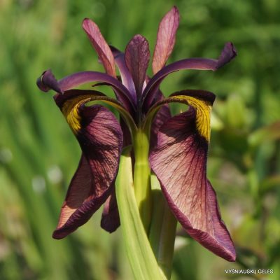 Iris 'Chastubo' (3)