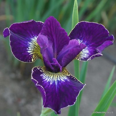 Iris 'Crimson Cloisone' (2)