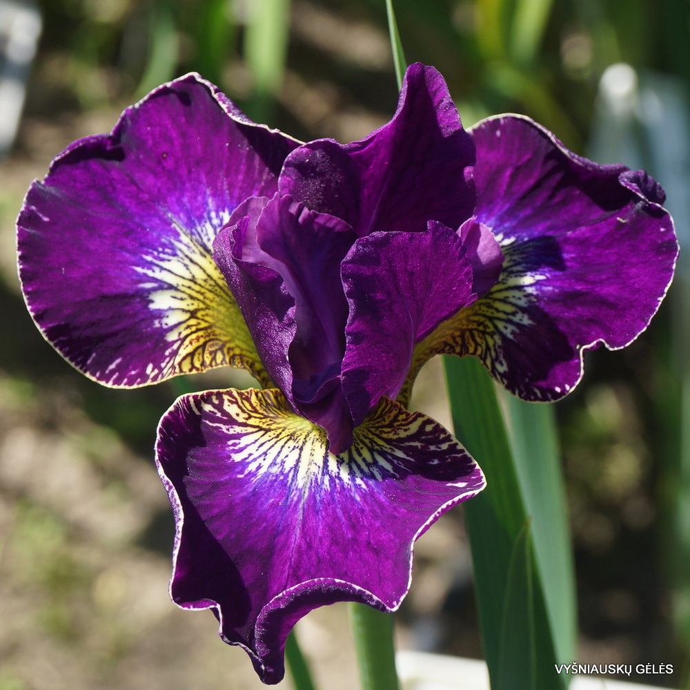 Iris 'Crimson Cloisone' (3)